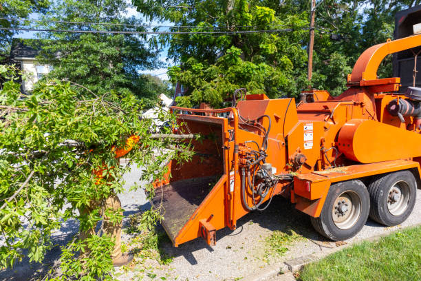 The Steps Involved in Our Tree Care Process in Mission, TX